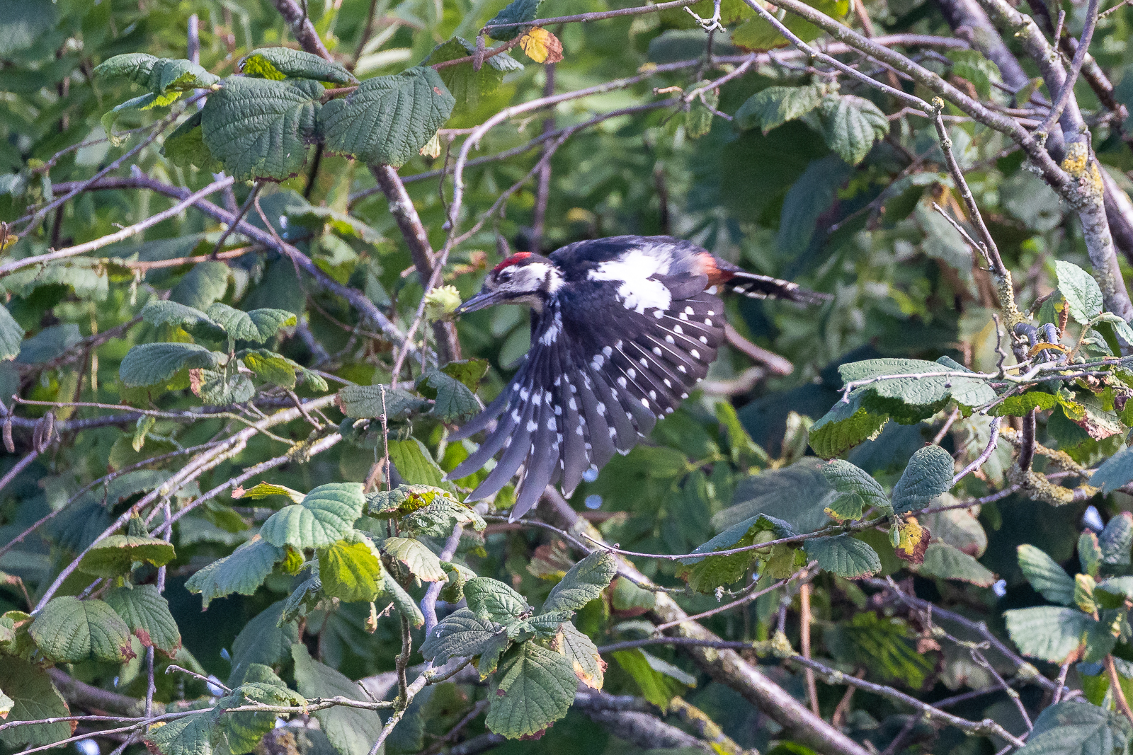 Ein Buntspecht im Flug
