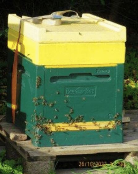 Eine Kiste mit einem Bienenstamm. 