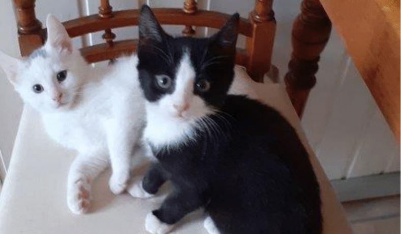 Zwei junge Katzen